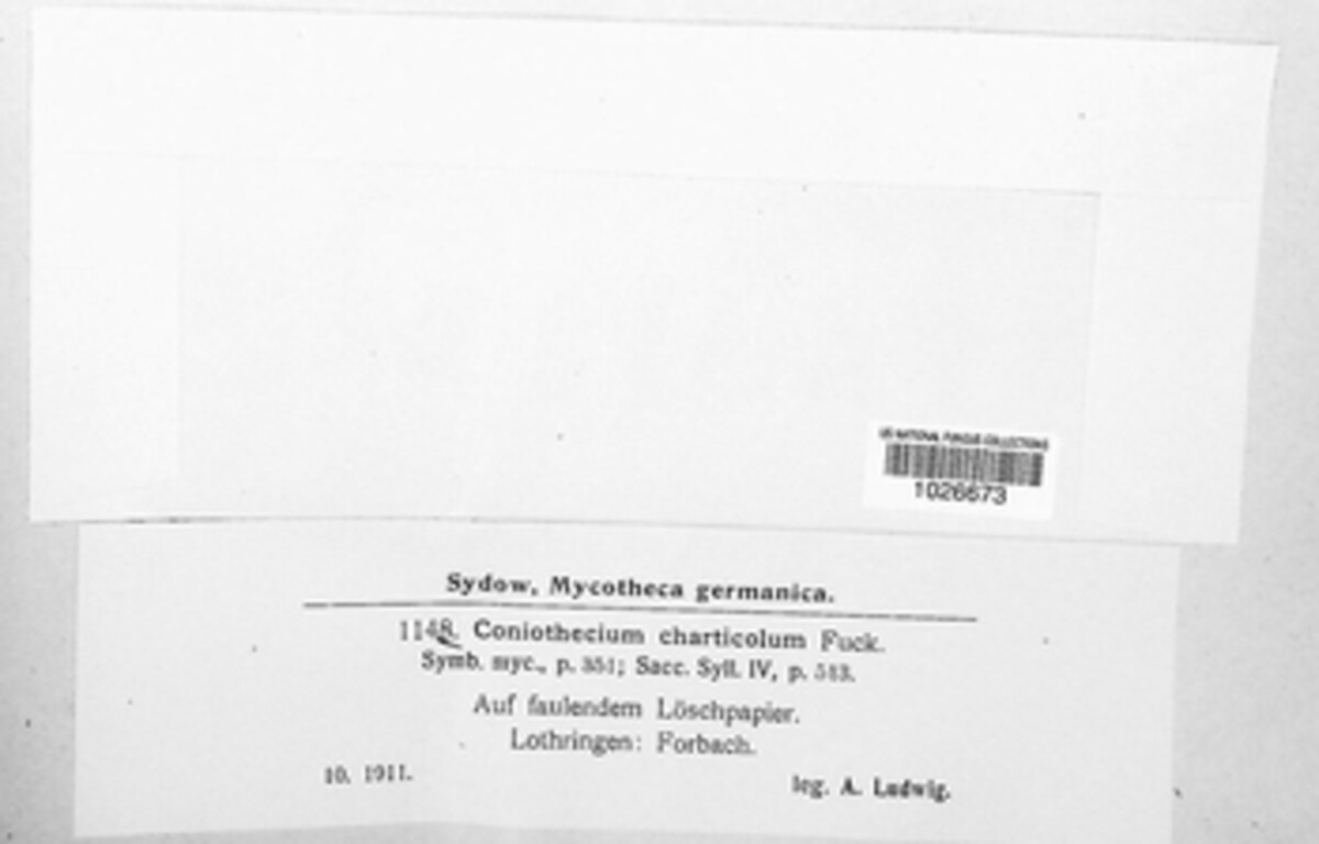 Coniothecium image